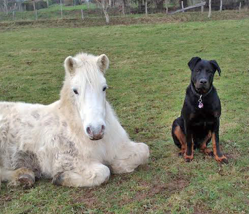 domainedelalicorne.fr Elevage de beauceron chiot beauceron pure race élevage du clos de la licorne elevage des gardiens de la licorne elevage beauceron noir et feu authentique gros gabarits élevage de Beauceron familial sérieux et qualité domainedelalicorne.fr suivi des chiots conseil d’éducation chiot propre bas rouge santé caractère spécialiste du beauceron noir et feu ou arlequin chien rustique berger de France  nos chiots sont élevés avec amour et attention notre passion au service de la qualité Beauceron de qualité et sportif domaine de la licorne 04380 BARRAS élevage en liberté éleveur berger de beauce élevage de beauceron de travail 